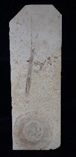 Hibolithes sp. (MONTFORT 1808) & Becherschwamm indet. - Bild &copy; FossNet FossilienStore